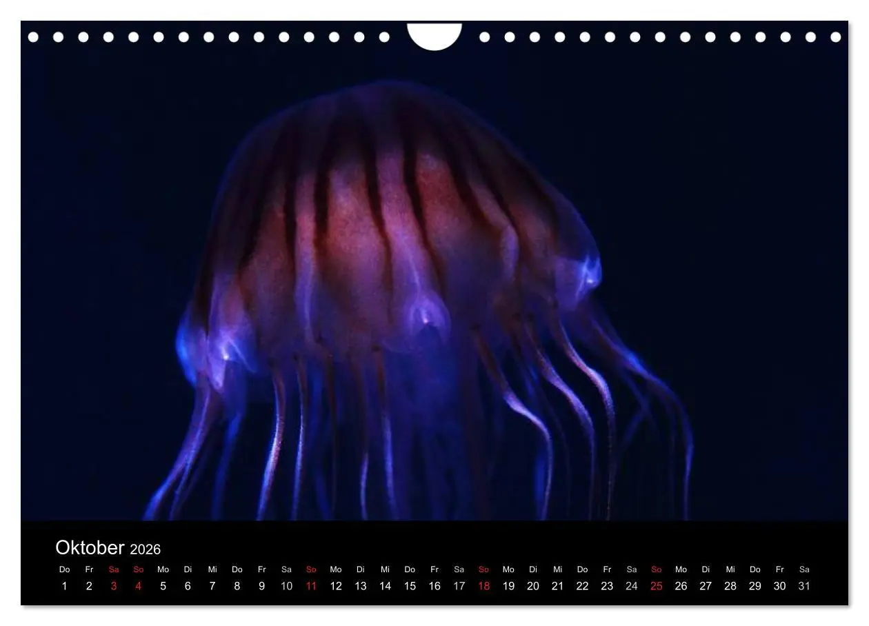 Bild: 9783516239478 | Quallen ¿ Ätherische Wunderwesen (Wandkalender 2026 DIN A4 quer),...