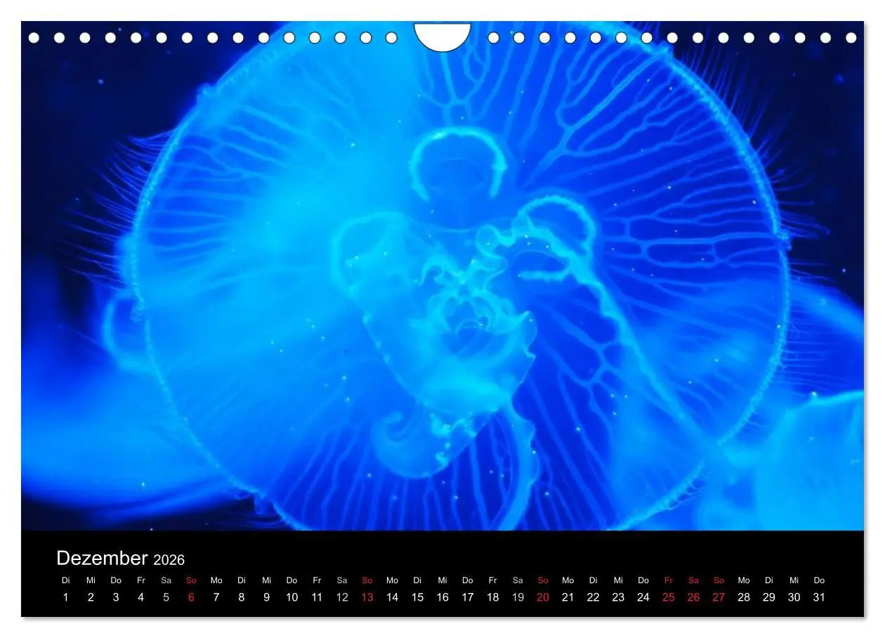 Bild: 9783516239478 | Quallen ¿ Ätherische Wunderwesen (Wandkalender 2026 DIN A4 quer),...