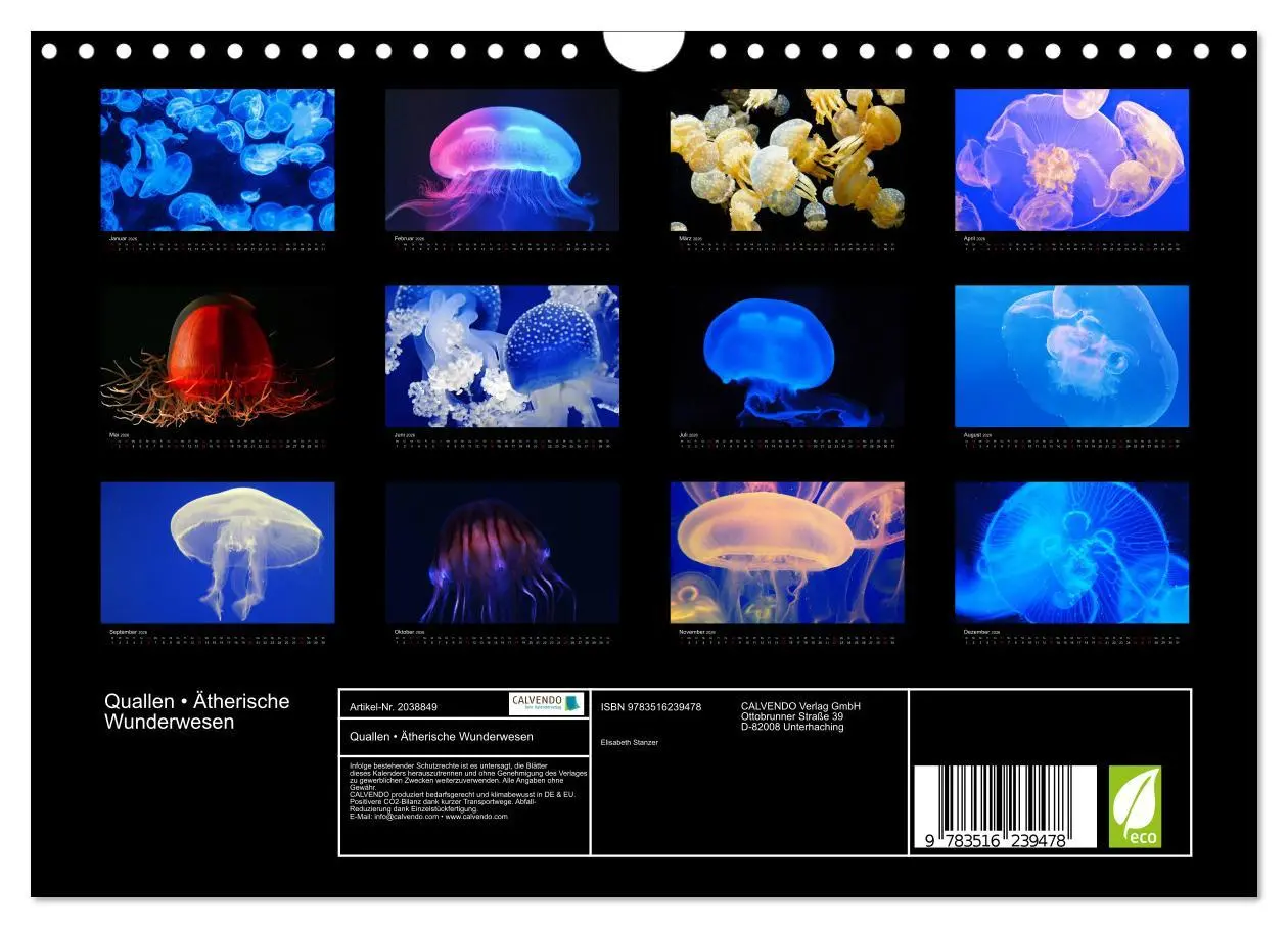 Bild: 9783516239478 | Quallen ¿ Ätherische Wunderwesen (Wandkalender 2026 DIN A4 quer),...