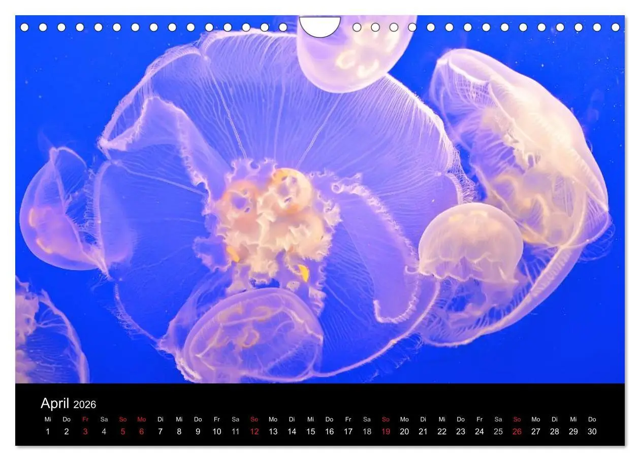 Bild: 9783516239478 | Quallen ¿ Ätherische Wunderwesen (Wandkalender 2026 DIN A4 quer),...