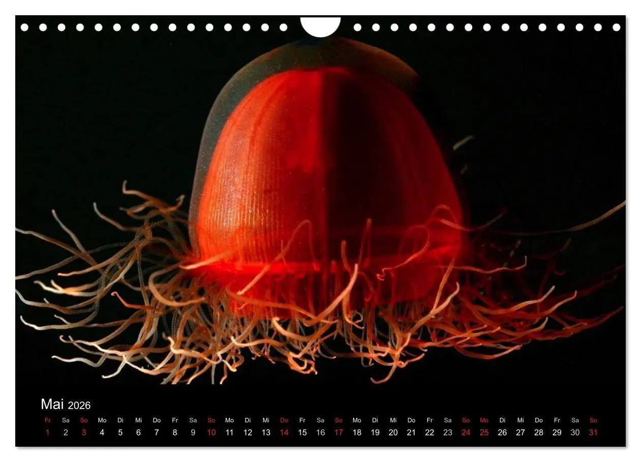 Bild: 9783516239478 | Quallen ¿ Ätherische Wunderwesen (Wandkalender 2026 DIN A4 quer),...