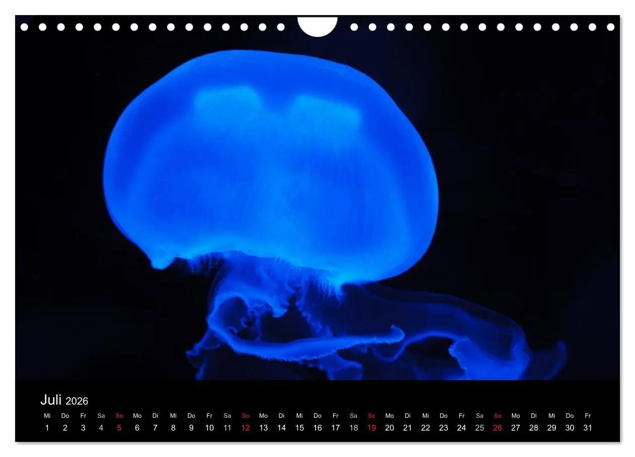 Bild: 9783516239478 | Quallen ¿ Ätherische Wunderwesen (Wandkalender 2026 DIN A4 quer),...