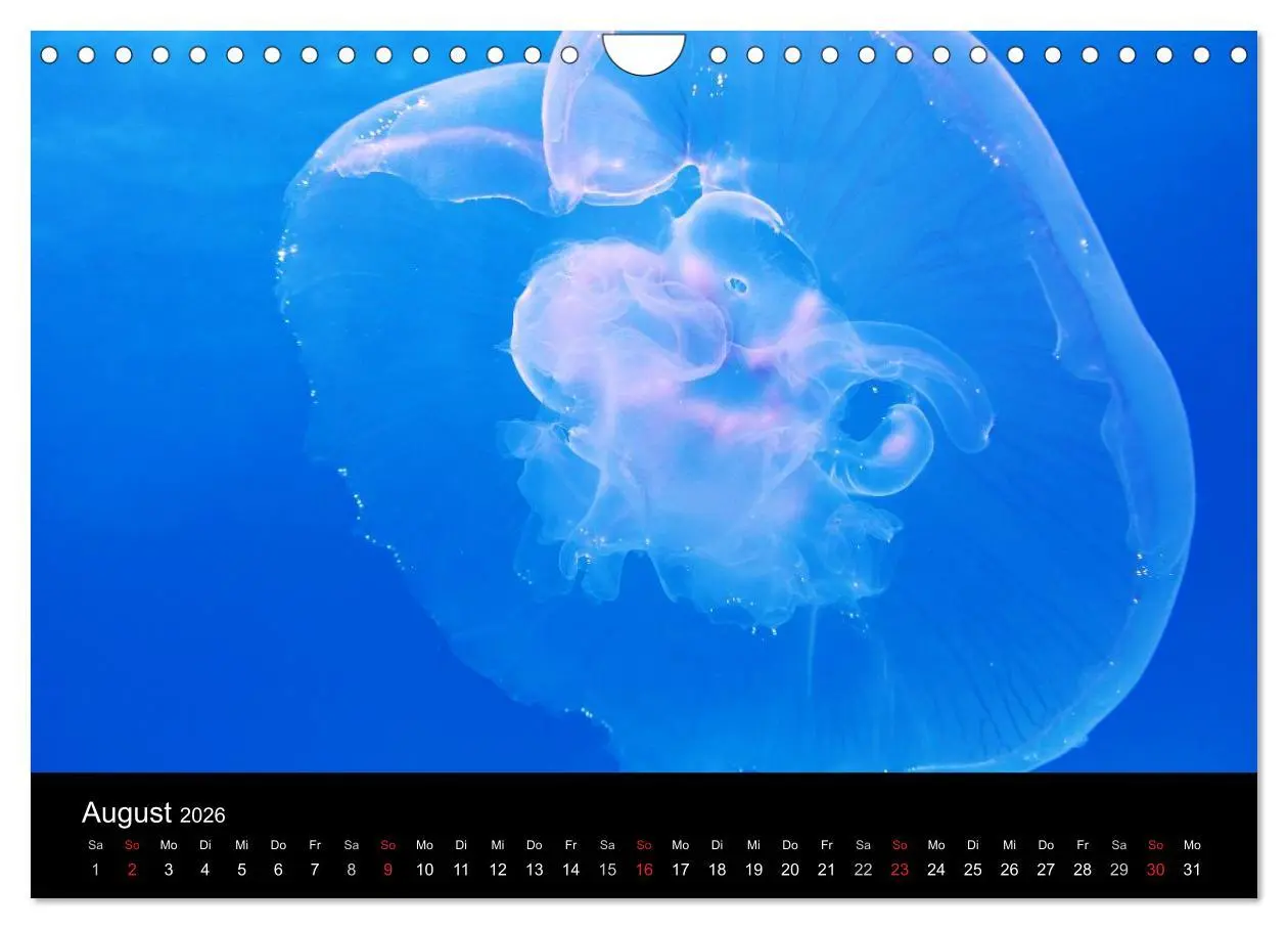 Bild: 9783516239478 | Quallen ¿ Ätherische Wunderwesen (Wandkalender 2026 DIN A4 quer),...
