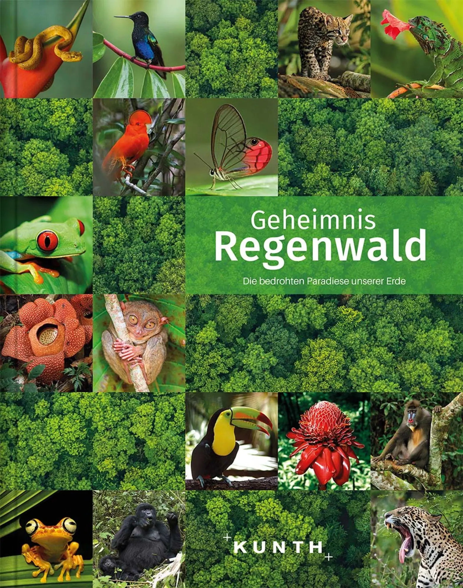 Cover: 9783955049478 | KUNTH Bildband Geheimnis Regenwald | Kunth Verlag | Buch | 416 S.