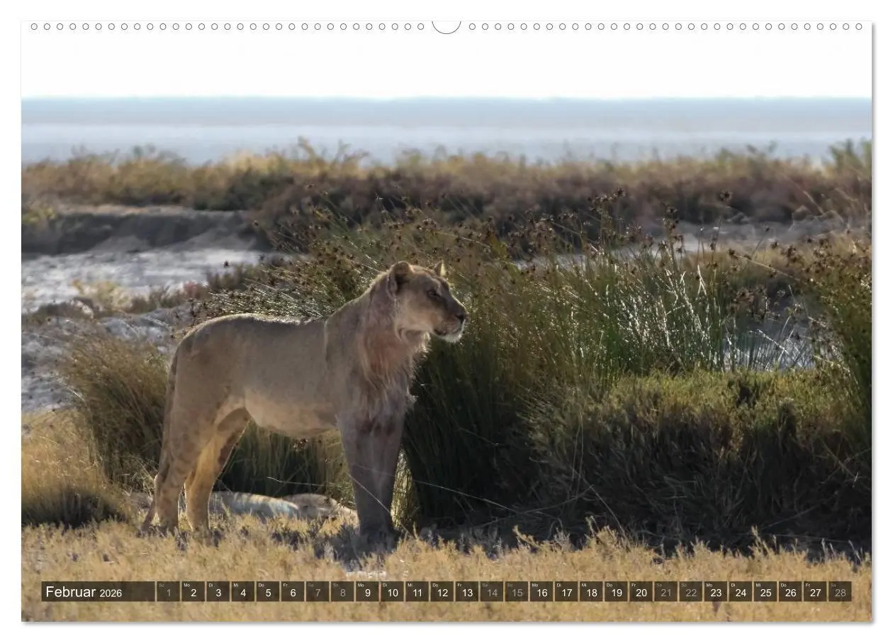 Bild: 9783516159578 | Wildes Namibia (Wandkalender 2026 DIN A2 quer), CALVENDO...