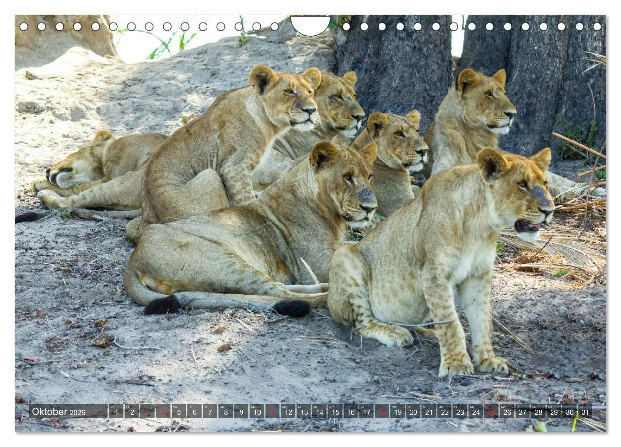Bild: 9783457739778 | Katzen im Busch (Wandkalender 2026 DIN A4 quer), CALVENDO...
