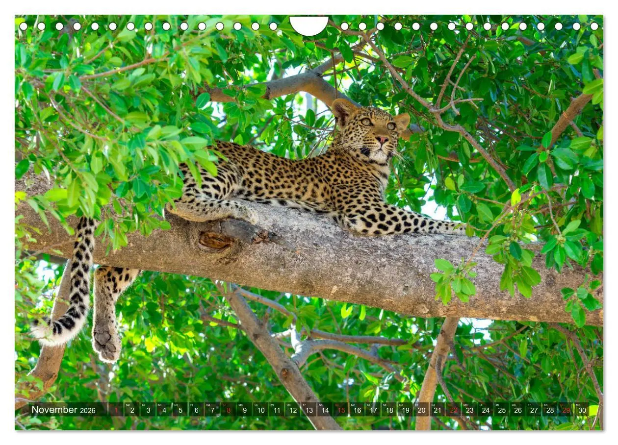 Bild: 9783457739778 | Katzen im Busch (Wandkalender 2026 DIN A4 quer), CALVENDO...