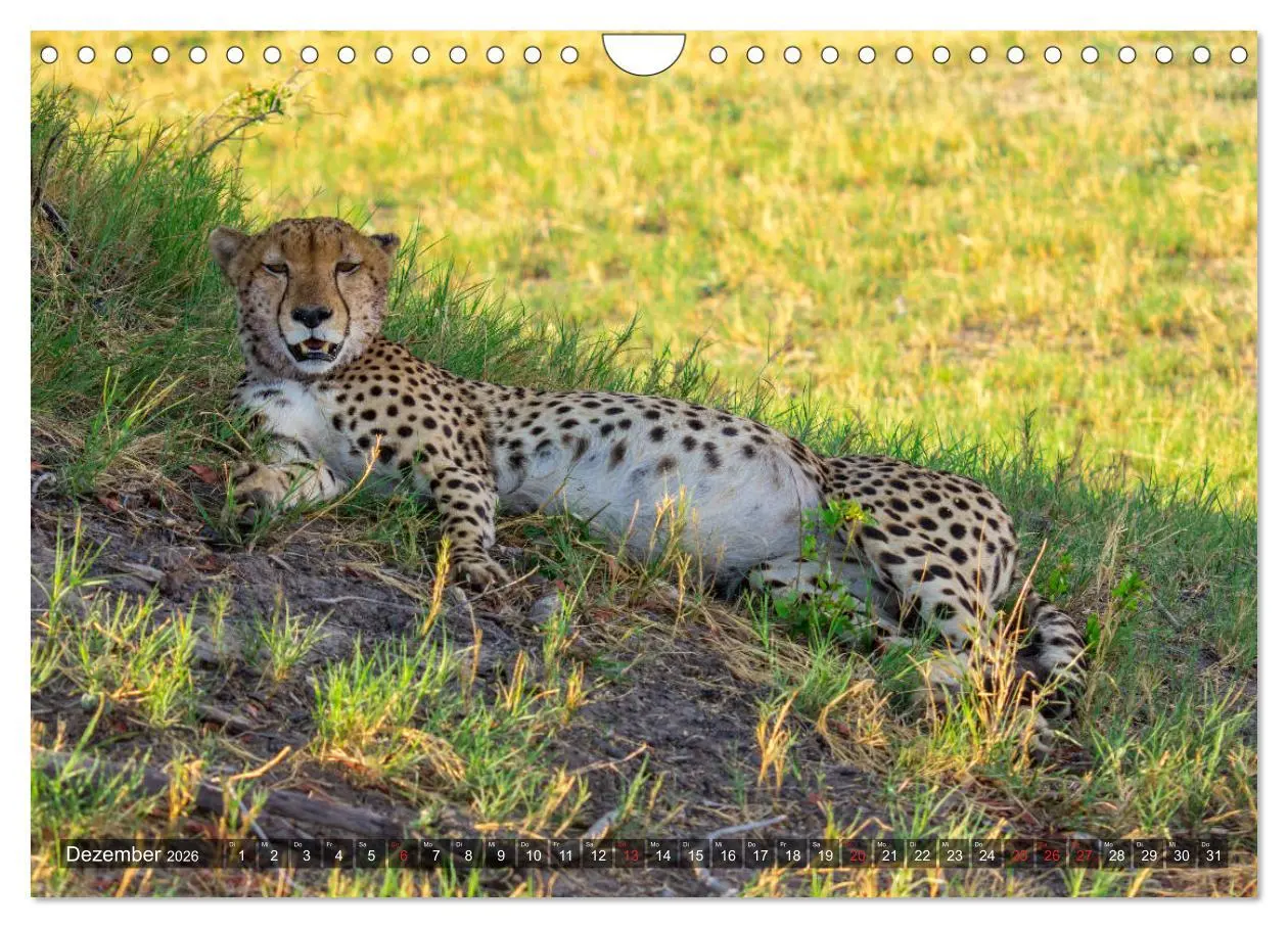 Bild: 9783457739778 | Katzen im Busch (Wandkalender 2026 DIN A4 quer), CALVENDO...