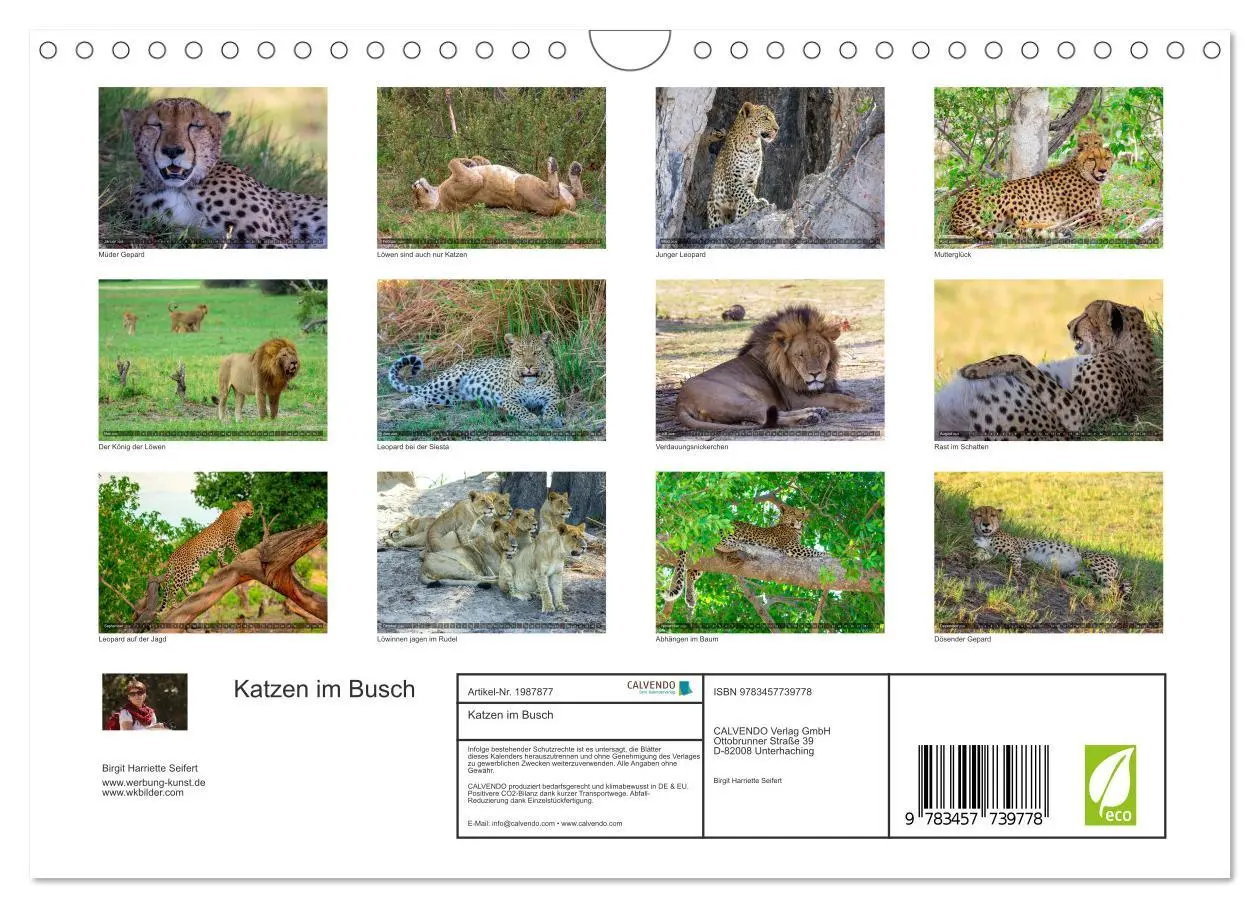 Bild: 9783457739778 | Katzen im Busch (Wandkalender 2026 DIN A4 quer), CALVENDO...