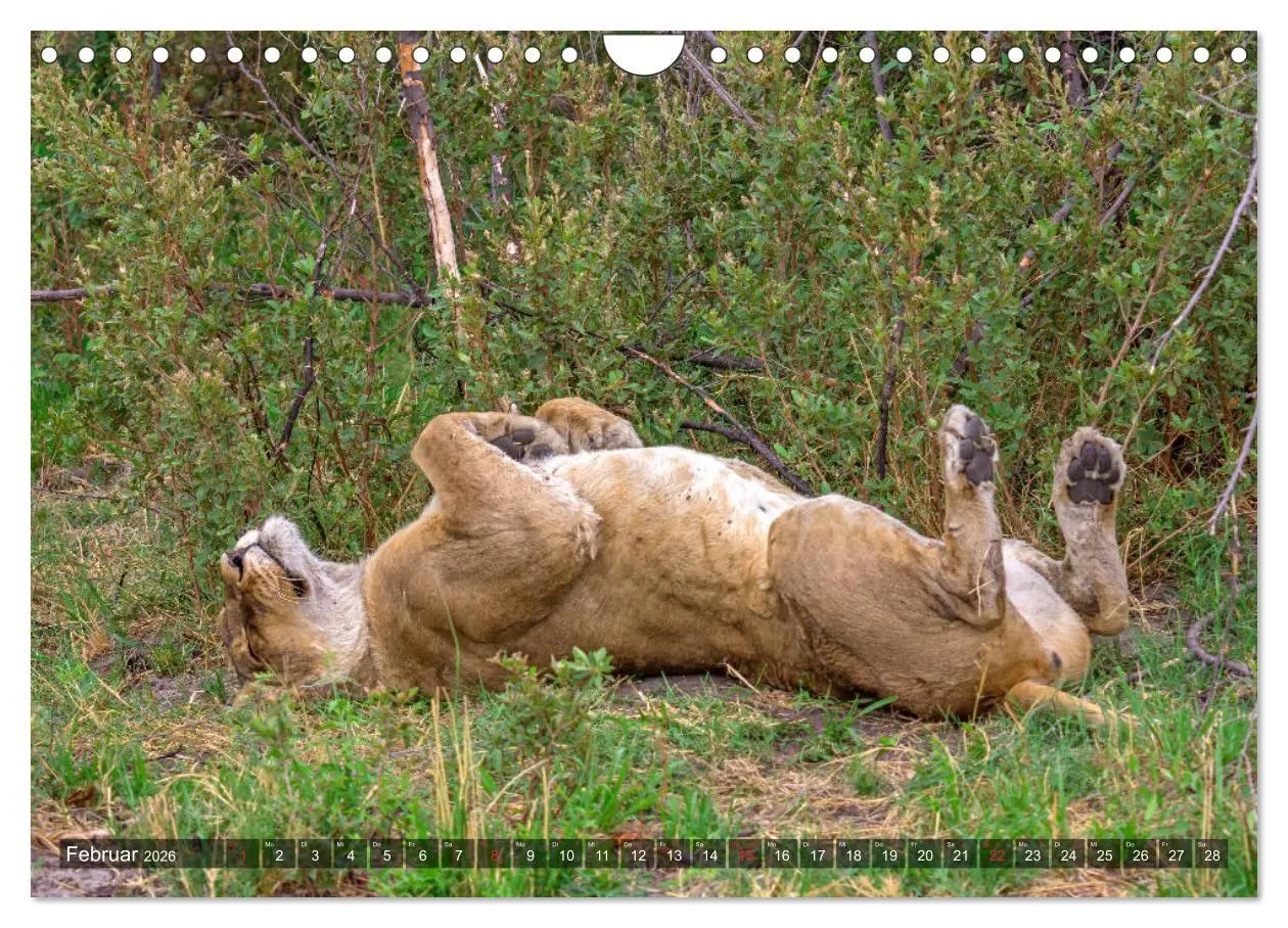 Bild: 9783457739778 | Katzen im Busch (Wandkalender 2026 DIN A4 quer), CALVENDO...