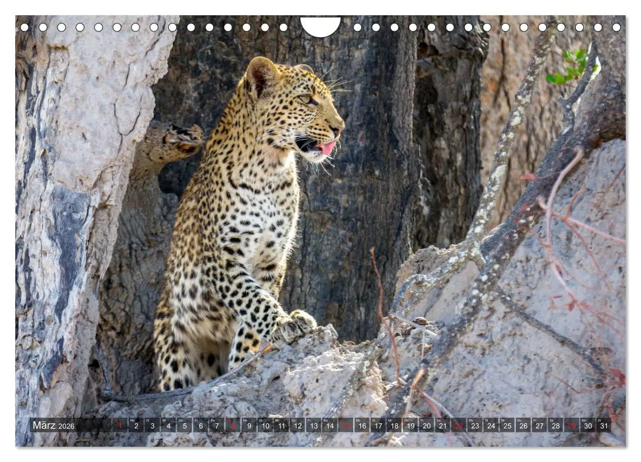 Bild: 9783457739778 | Katzen im Busch (Wandkalender 2026 DIN A4 quer), CALVENDO...