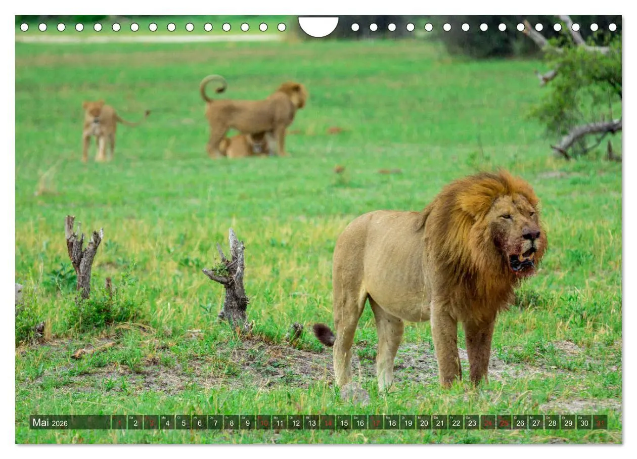 Bild: 9783457739778 | Katzen im Busch (Wandkalender 2026 DIN A4 quer), CALVENDO...