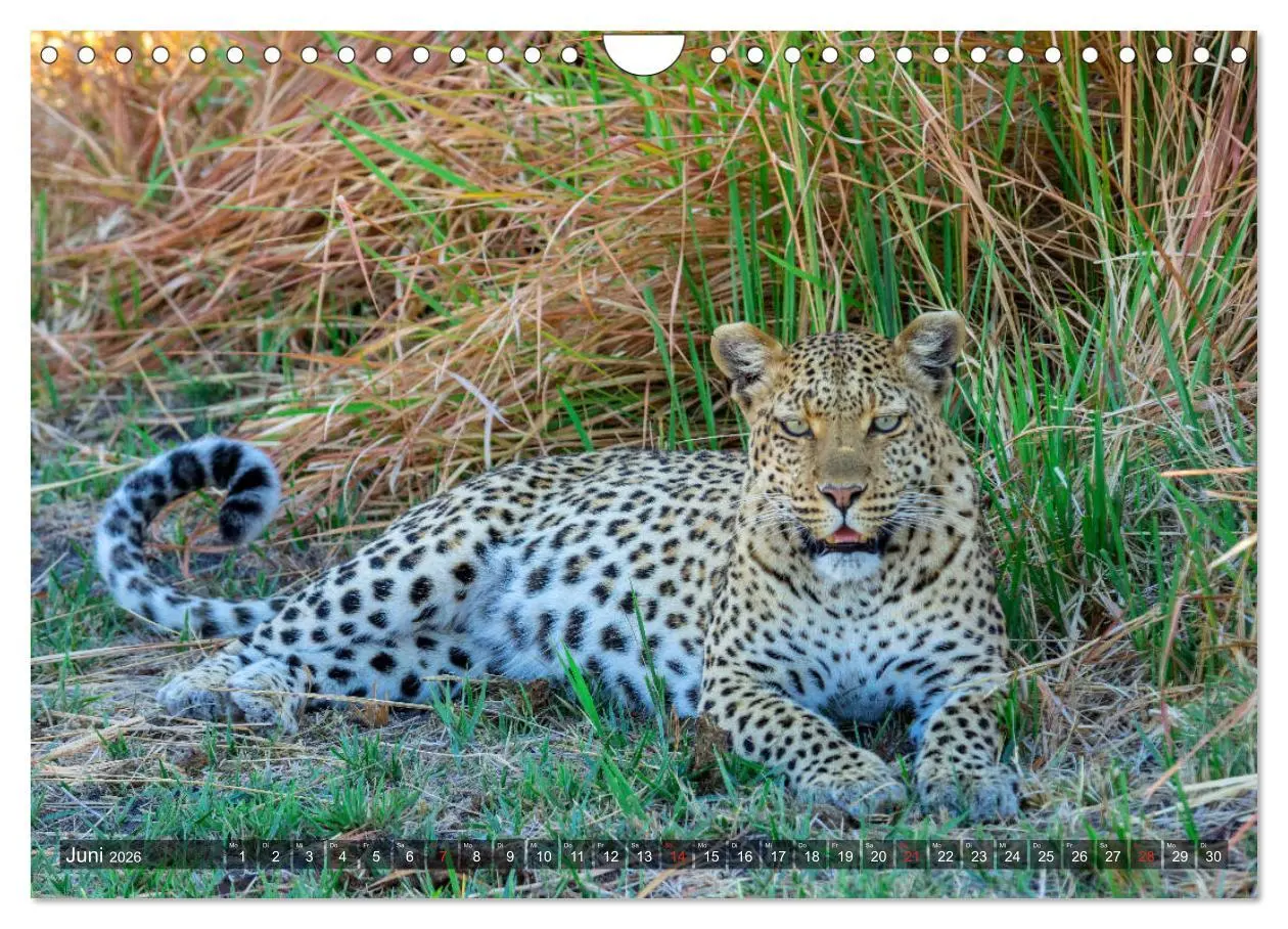 Bild: 9783457739778 | Katzen im Busch (Wandkalender 2026 DIN A4 quer), CALVENDO...