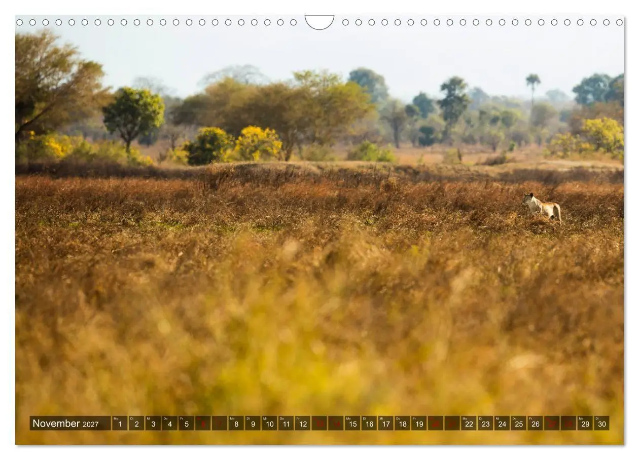 Bild: 9783569849778 | Safari in Tansania (Wandkalender 2027 DIN A3 quer), CALVENDO...
