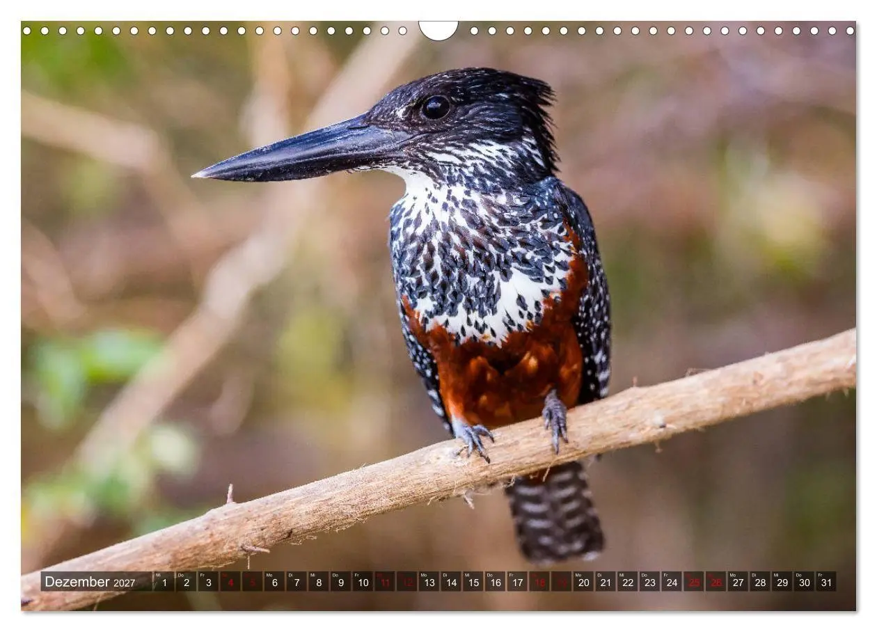 Bild: 9783569849778 | Safari in Tansania (Wandkalender 2027 DIN A3 quer), CALVENDO...
