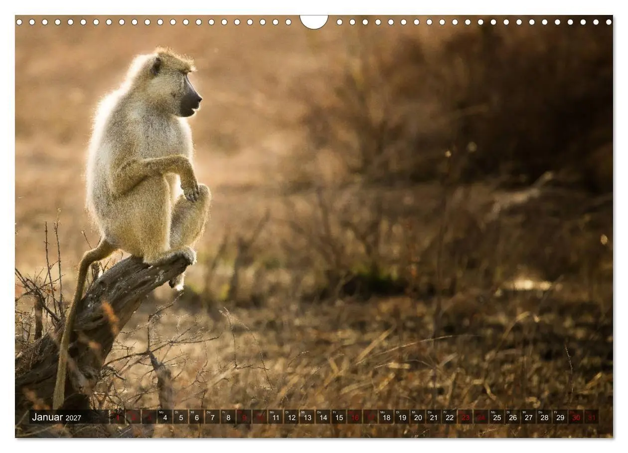 Bild: 9783569849778 | Safari in Tansania (Wandkalender 2027 DIN A3 quer), CALVENDO...