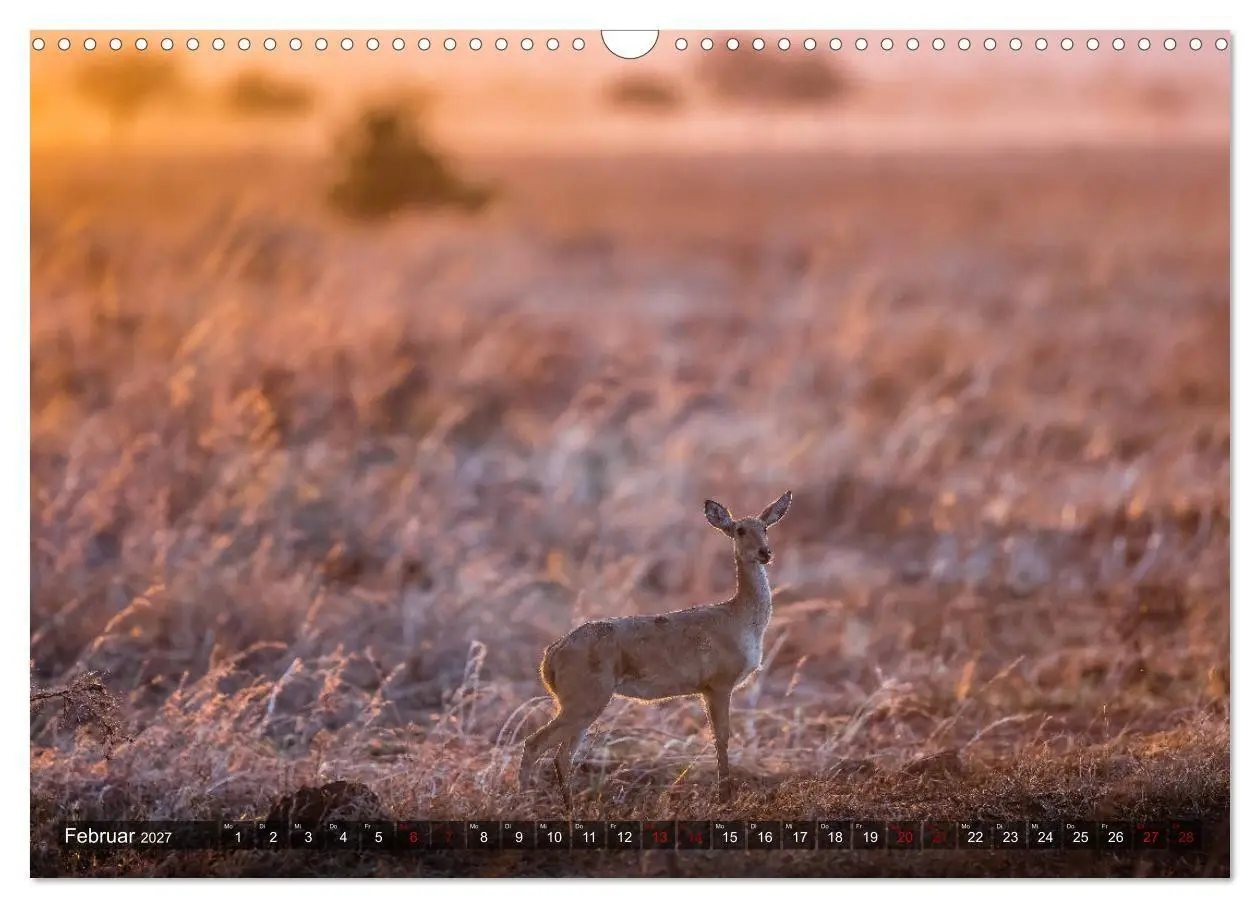 Bild: 9783569849778 | Safari in Tansania (Wandkalender 2027 DIN A3 quer), CALVENDO...
