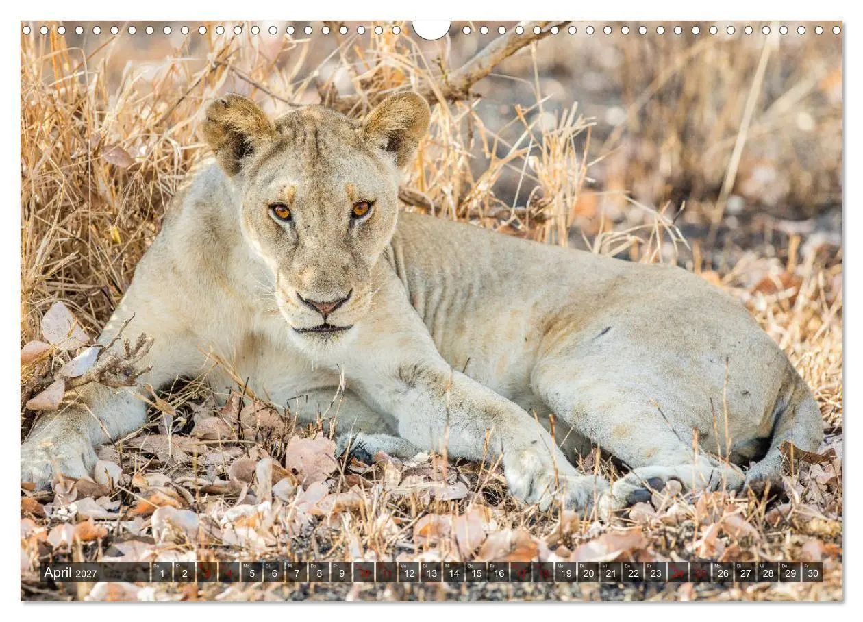 Bild: 9783569849778 | Safari in Tansania (Wandkalender 2027 DIN A3 quer), CALVENDO...