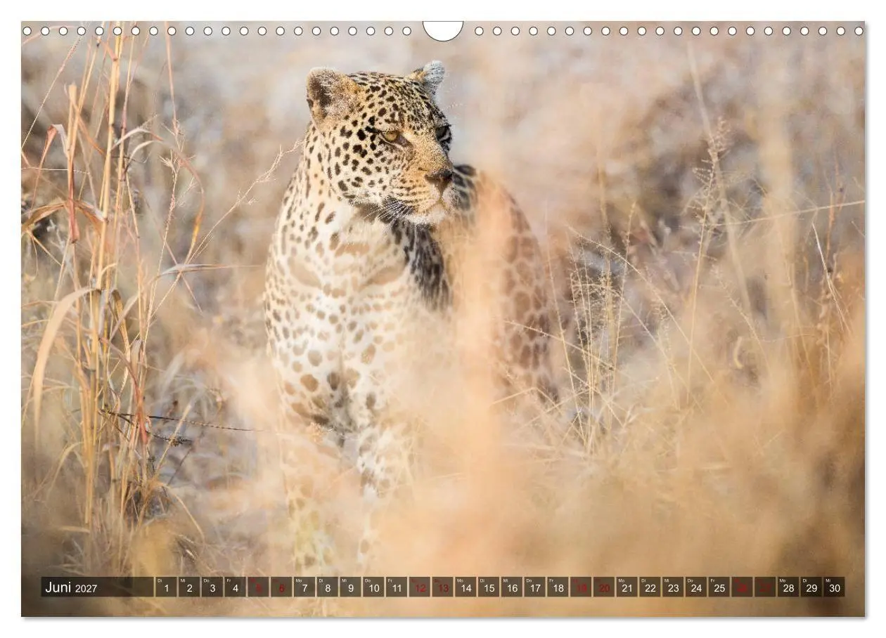 Bild: 9783569849778 | Safari in Tansania (Wandkalender 2027 DIN A3 quer), CALVENDO...