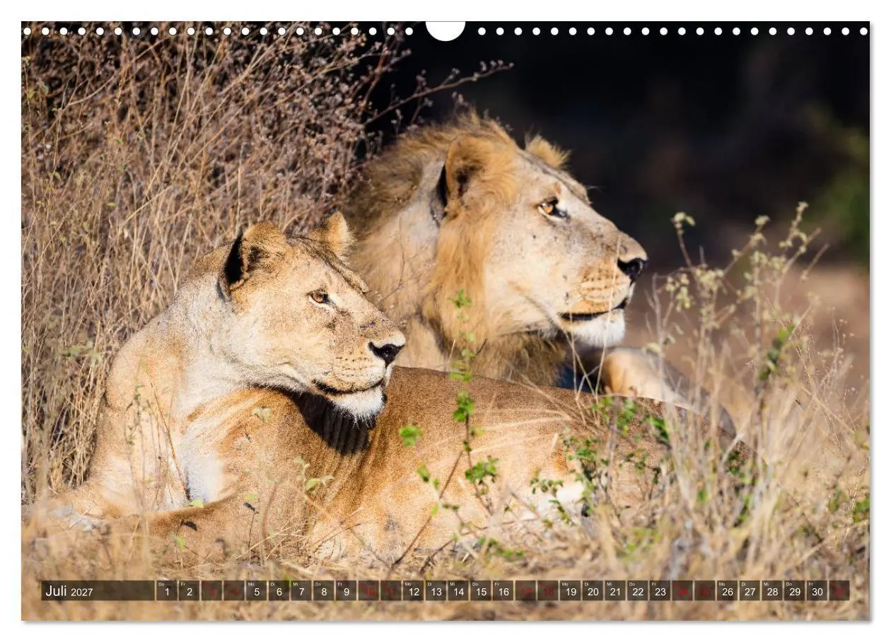 Bild: 9783569849778 | Safari in Tansania (Wandkalender 2027 DIN A3 quer), CALVENDO...
