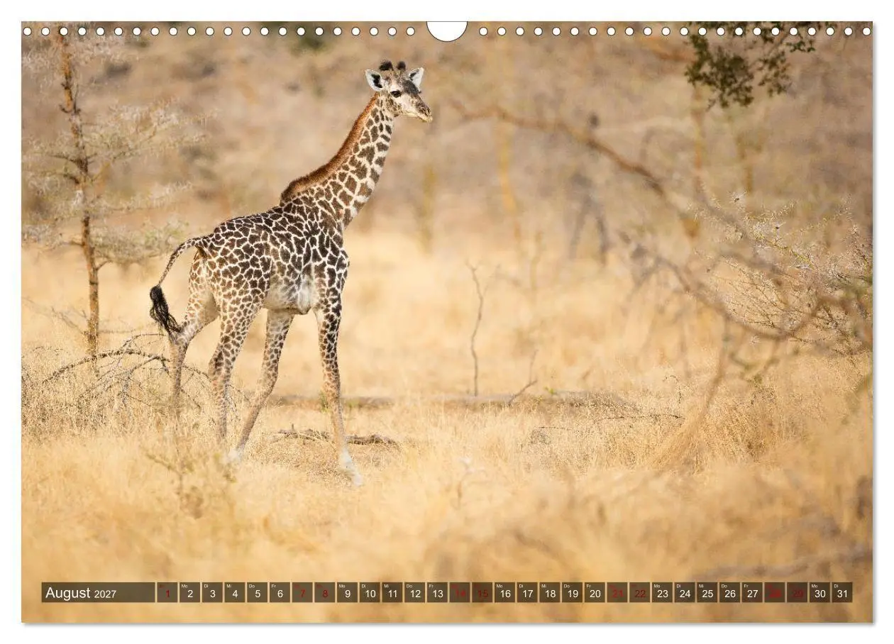 Bild: 9783569849778 | Safari in Tansania (Wandkalender 2027 DIN A3 quer), CALVENDO...