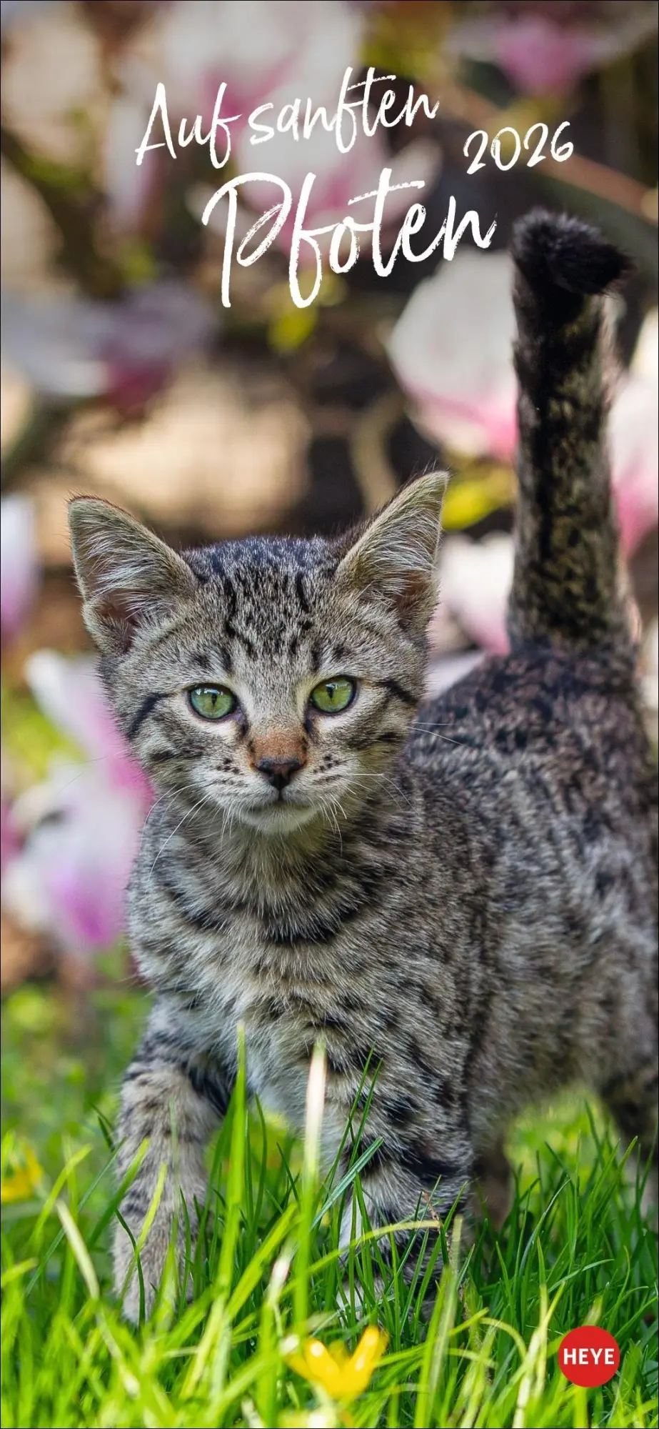 Cover: 9783756409778 | Katzen slim - Auf sanften Pfoten Kalender 2026 | Heye | Kalender