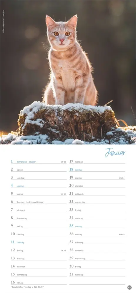 Bild: 9783756409778 | Katzen slim - Auf sanften Pfoten Kalender 2026 | Heye | Kalender