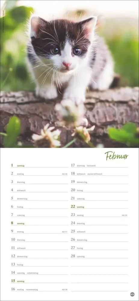 Bild: 9783756409778 | Katzen slim - Auf sanften Pfoten Kalender 2026 | Heye | Kalender