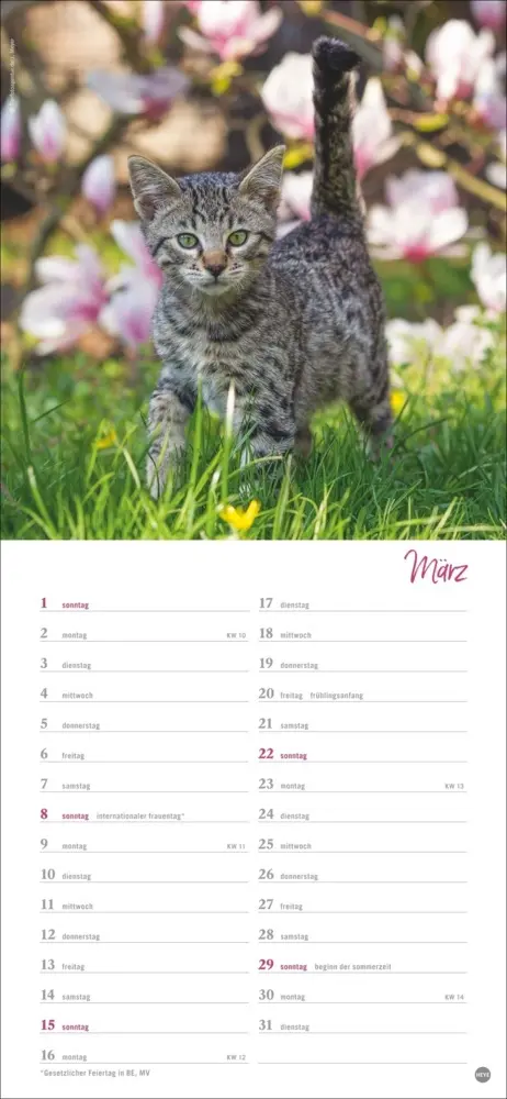 Bild: 9783756409778 | Katzen slim - Auf sanften Pfoten Kalender 2026 | Heye | Kalender