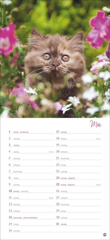 Bild: 9783756409778 | Katzen slim - Auf sanften Pfoten Kalender 2026 | Heye | Kalender