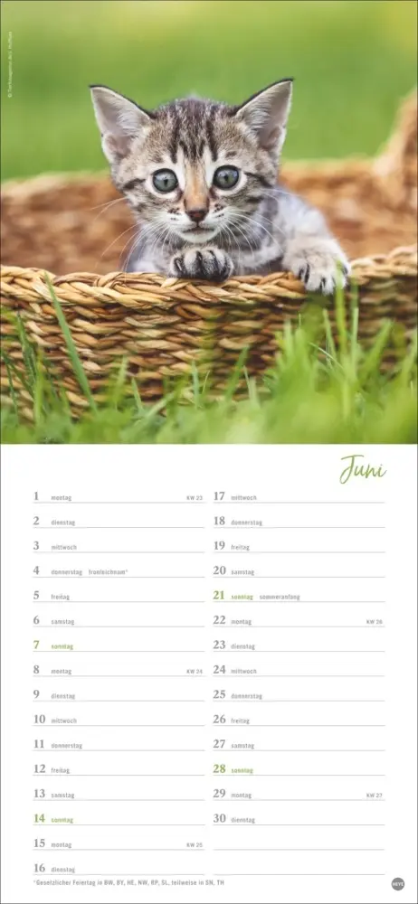 Bild: 9783756409778 | Katzen slim - Auf sanften Pfoten Kalender 2026 | Heye | Kalender