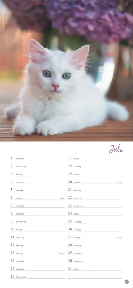 Bild: 9783756409778 | Katzen slim - Auf sanften Pfoten Kalender 2026 | Heye | Kalender