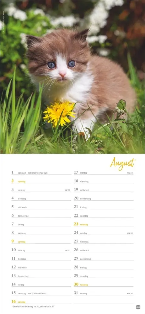 Bild: 9783756409778 | Katzen slim - Auf sanften Pfoten Kalender 2026 | Heye | Kalender