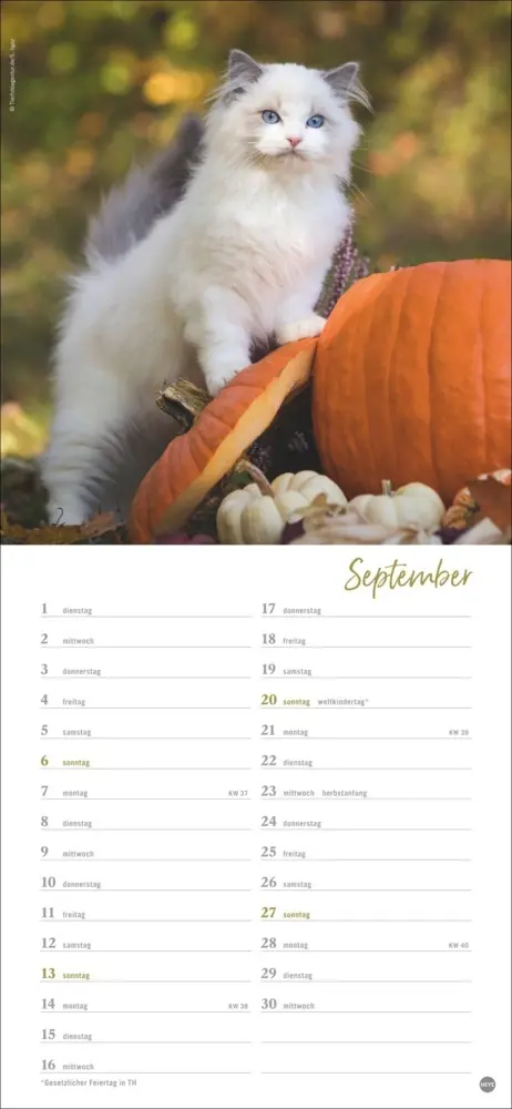 Bild: 9783756409778 | Katzen slim - Auf sanften Pfoten Kalender 2026 | Heye | Kalender
