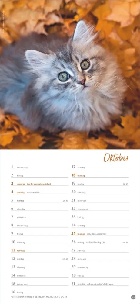 Bild: 9783756409778 | Katzen slim - Auf sanften Pfoten Kalender 2026 | Heye | Kalender