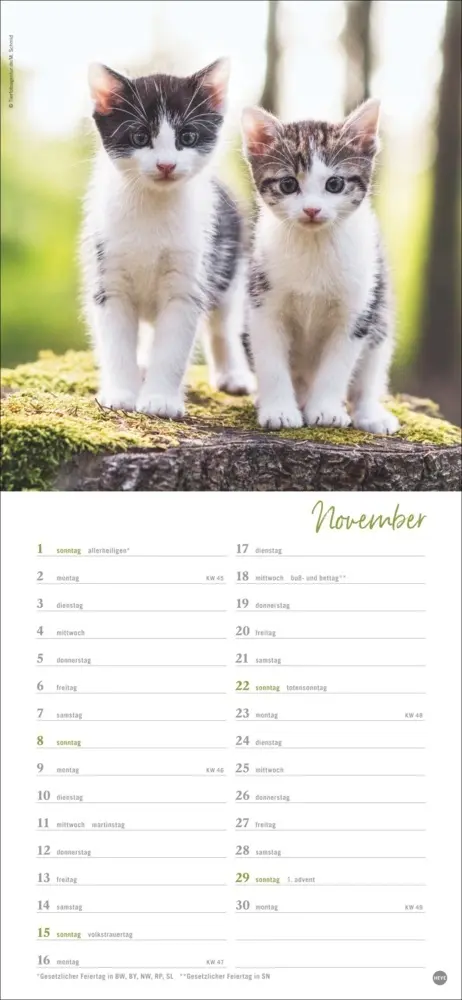 Bild: 9783756409778 | Katzen slim - Auf sanften Pfoten Kalender 2026 | Heye | Kalender