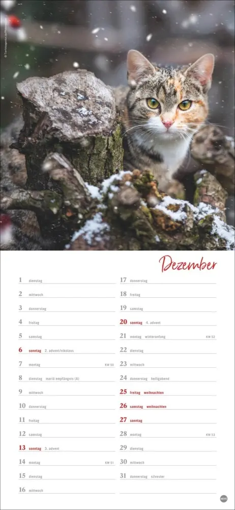 Bild: 9783756409778 | Katzen slim - Auf sanften Pfoten Kalender 2026 | Heye | Kalender