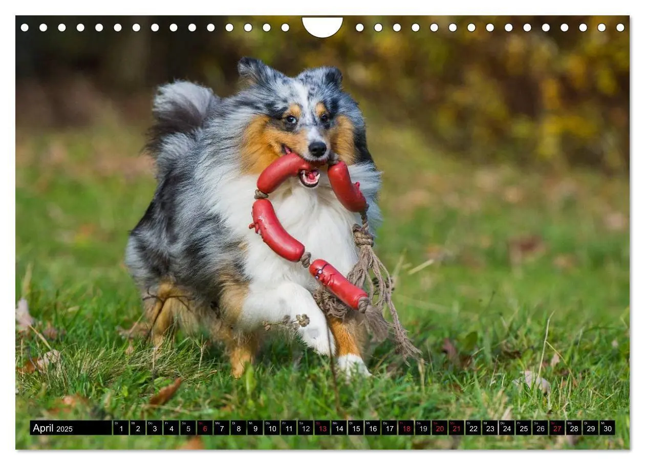 Bild: 9783435569878 | Traumhund Sheltie (Wandkalender 2025 DIN A4 quer), CALVENDO...