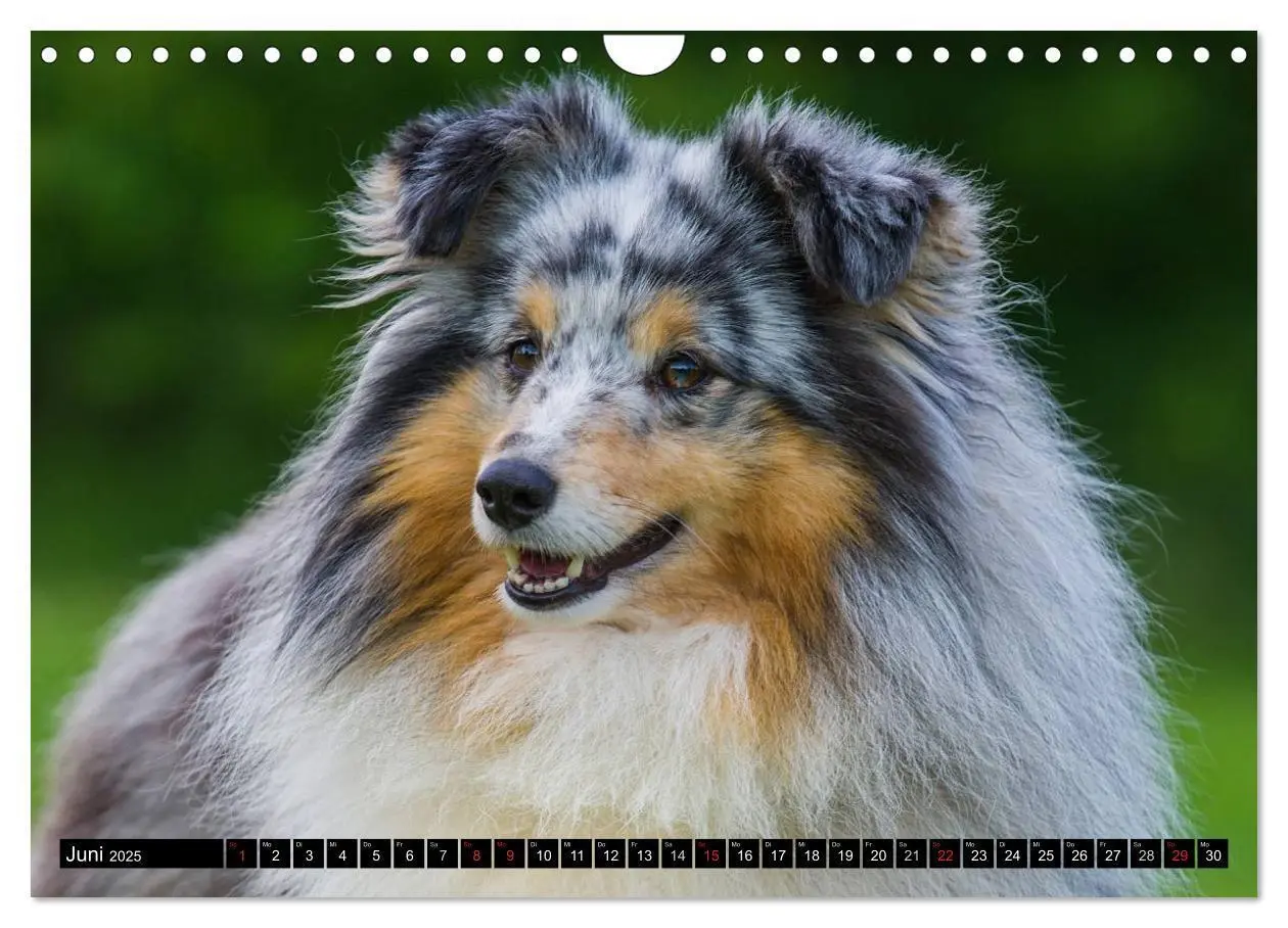 Bild: 9783435569878 | Traumhund Sheltie (Wandkalender 2025 DIN A4 quer), CALVENDO...