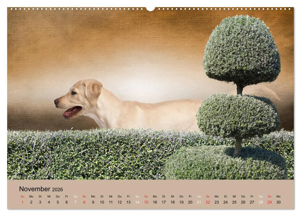 Bild: 9783457729878 | Labrador Retriever unsere Freunde (Wandkalender 2026 DIN A2 quer),...