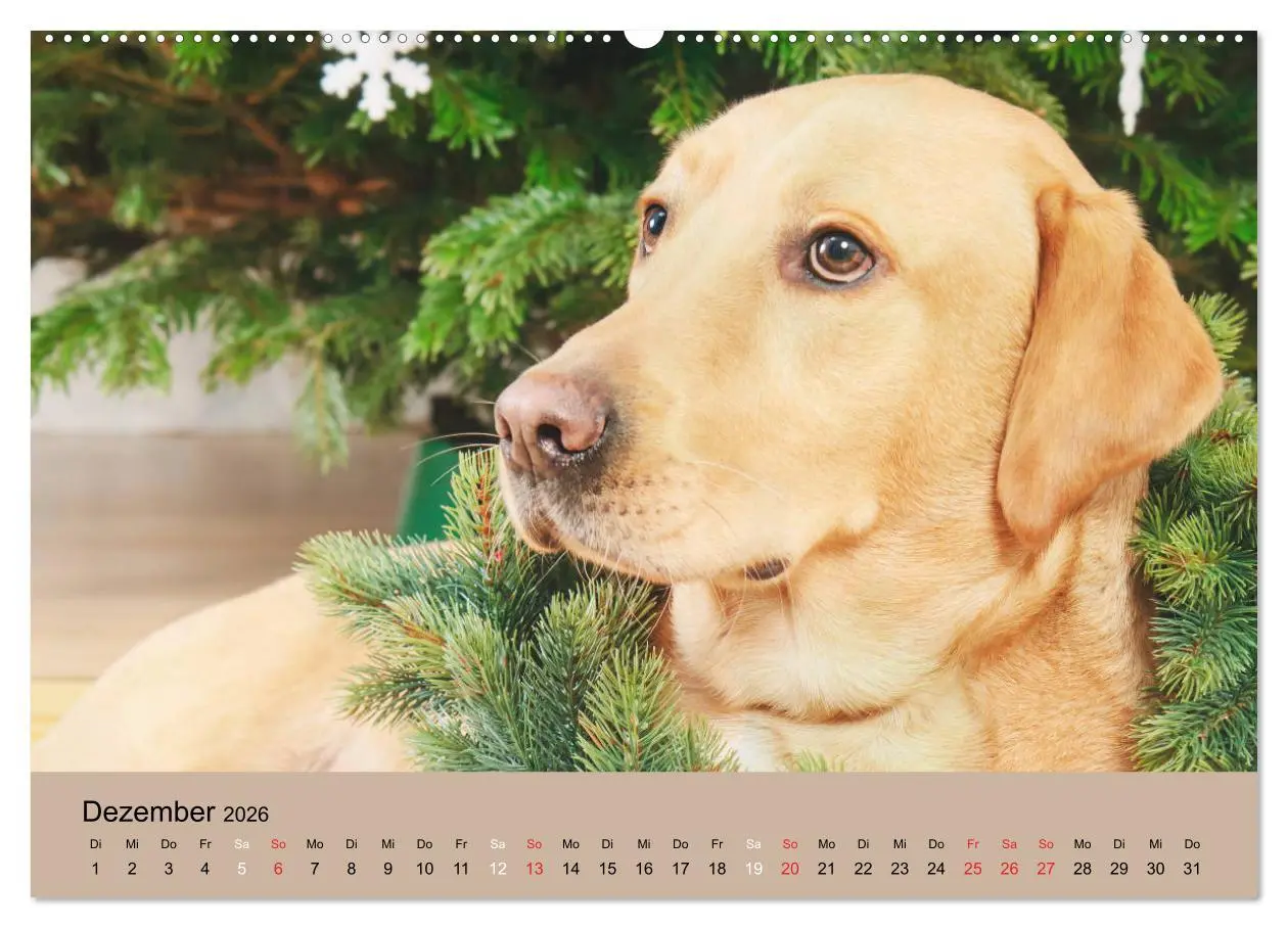 Bild: 9783457729878 | Labrador Retriever unsere Freunde (Wandkalender 2026 DIN A2 quer),...