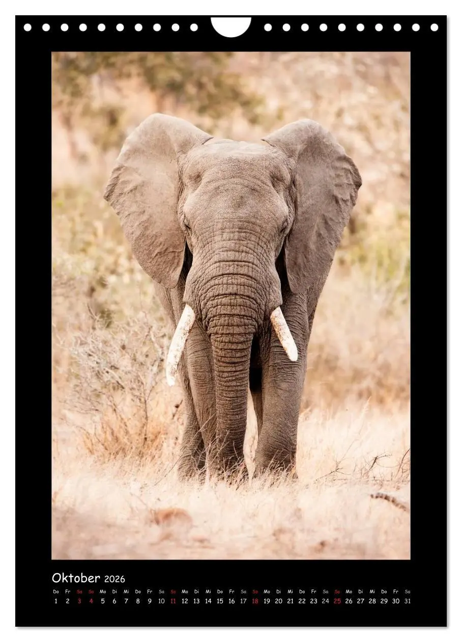 Bild: 9783516439878 | Südafrika und seine Tierwelt (Wandkalender 2026 DIN A4 hoch),...