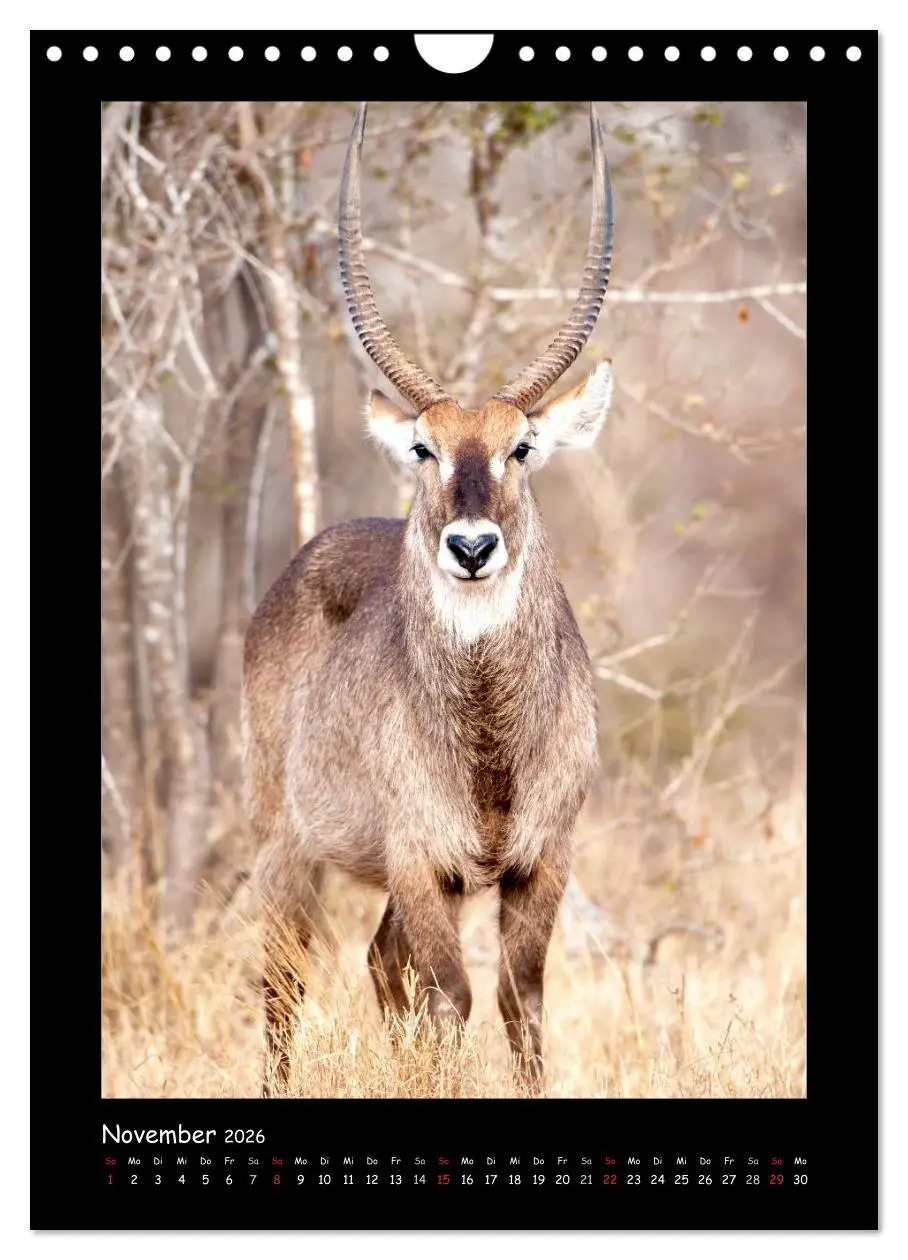 Bild: 9783516439878 | Südafrika und seine Tierwelt (Wandkalender 2026 DIN A4 hoch),...
