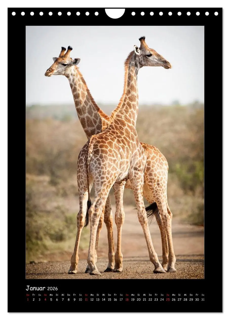 Bild: 9783516439878 | Südafrika und seine Tierwelt (Wandkalender 2026 DIN A4 hoch),...