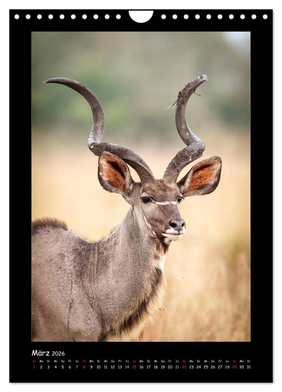 Bild: 9783516439878 | Südafrika und seine Tierwelt (Wandkalender 2026 DIN A4 hoch),...