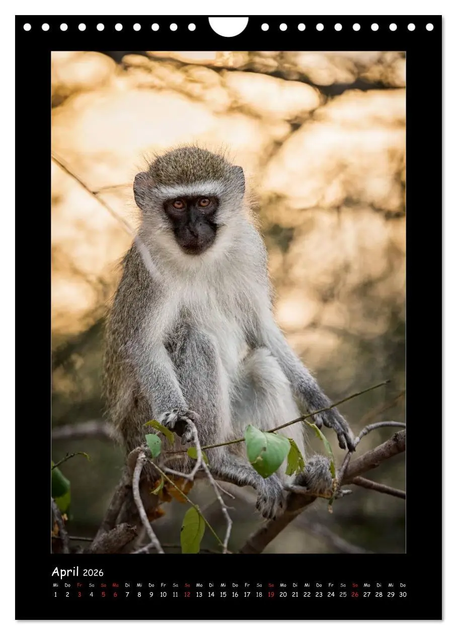 Bild: 9783516439878 | Südafrika und seine Tierwelt (Wandkalender 2026 DIN A4 hoch),...