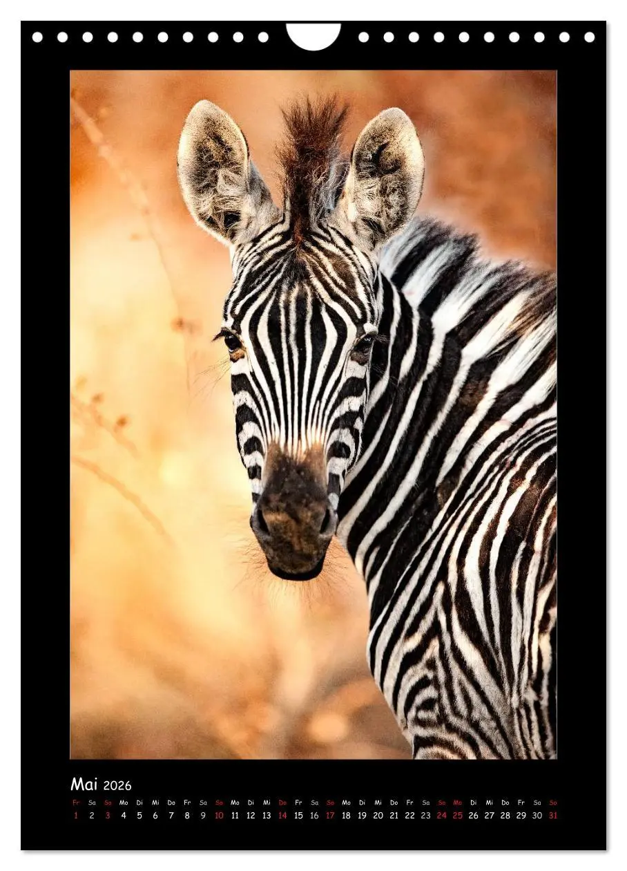 Bild: 9783516439878 | Südafrika und seine Tierwelt (Wandkalender 2026 DIN A4 hoch),...
