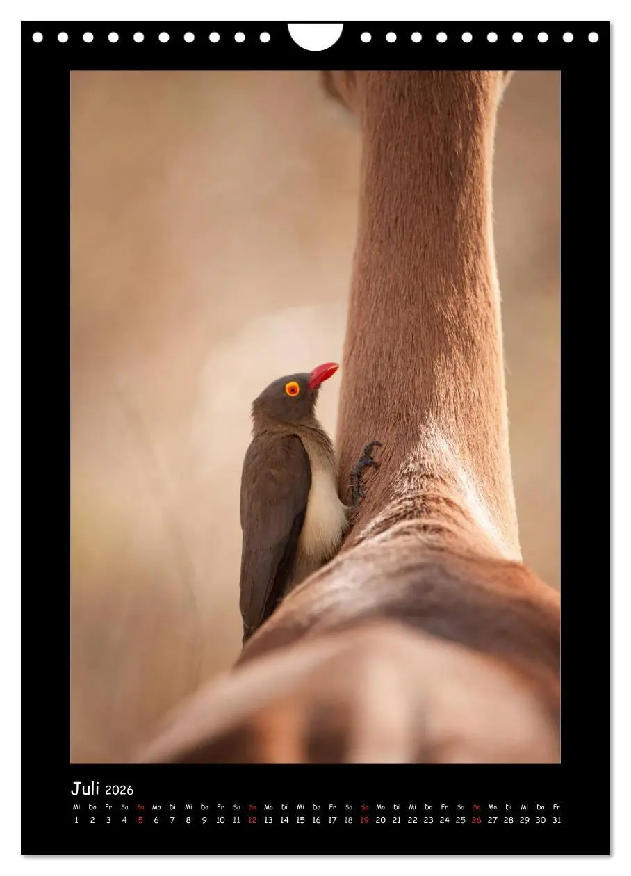 Bild: 9783516439878 | Südafrika und seine Tierwelt (Wandkalender 2026 DIN A4 hoch),...