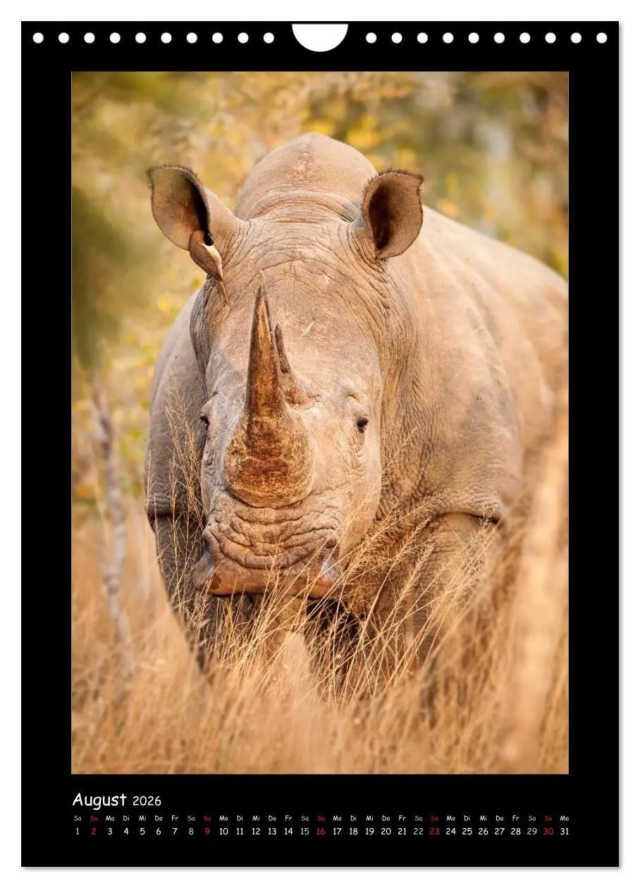 Bild: 9783516439878 | Südafrika und seine Tierwelt (Wandkalender 2026 DIN A4 hoch),...