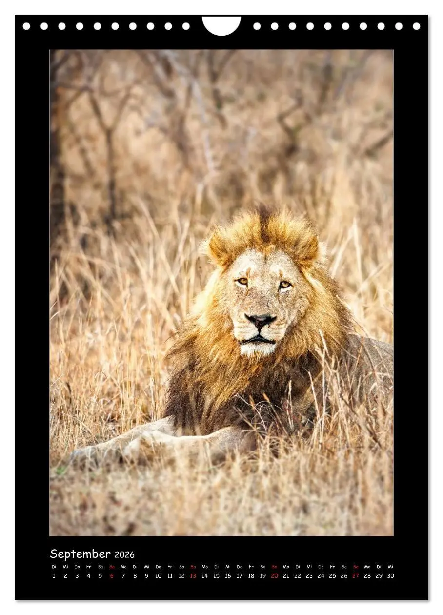 Bild: 9783516439878 | Südafrika und seine Tierwelt (Wandkalender 2026 DIN A4 hoch),...